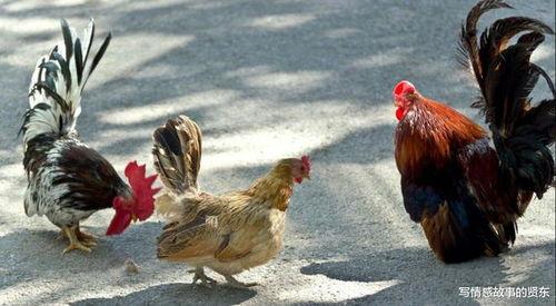 福清鸡哥爆料视频大全集,揭秘背后真相与精彩瞬间 第2张 福清鸡哥爆料视频大全集,揭秘背后真相与精彩瞬间 第2张